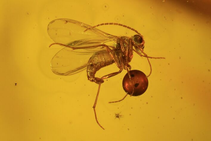 Two Fossil Flies (Diptera) In Baltic Amber #72213